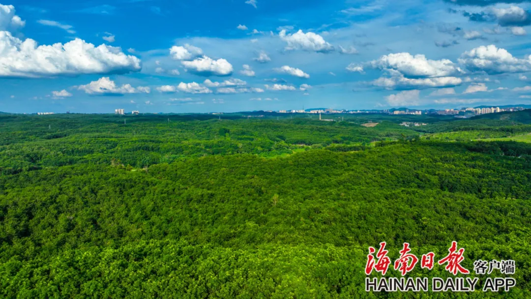 “钱景”无限！海南这样发展林下经济→