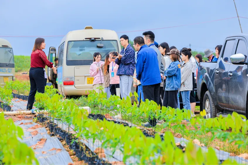 全国网媒海垦行 | 走进海南橡胶邦溪种苗基地